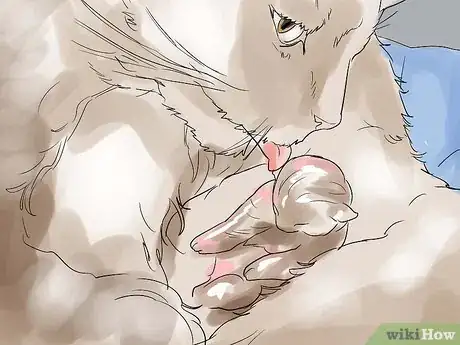 Image intitulée Help a Cat Give Birth Step 12