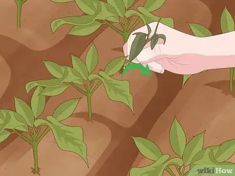 Image intitulée Grow Soybeans Step 9