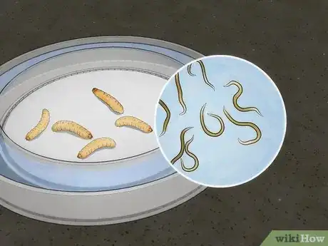 Image intitulée Isolate Entomopathogenic Nematodes Step 8