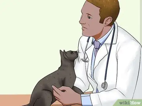 Image intitulée Diagnose Diarrhea in Cats Step 10