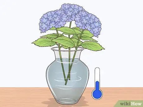 Image intitulée Cut Hydrangea Blooms Step 5