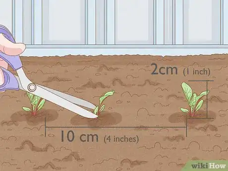 Image intitulée Grow Beetroot Step 7