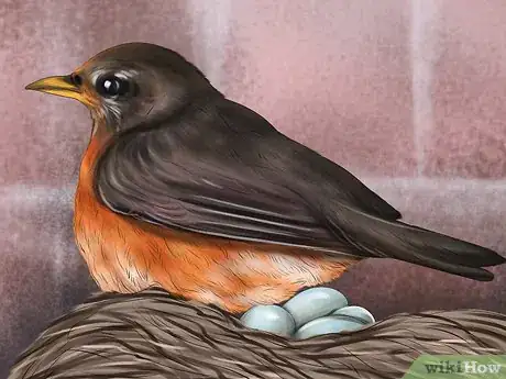 Image intitulée Tell a Male Robin from a Female Robin Step 6