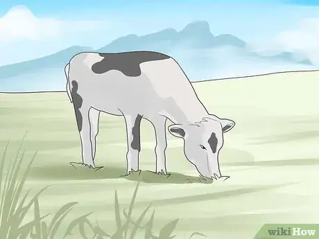 Image intitulée Have a Pet Cow Step 9