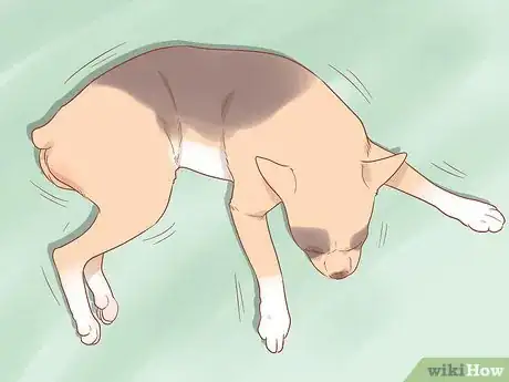 Image intitulée Know When Your Dog is Sick Step 16