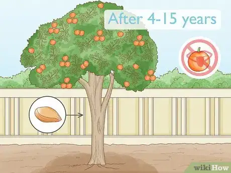 Image intitulée Grow an Orange Tree Step 1