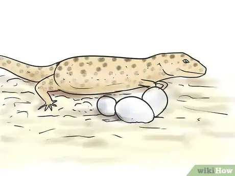 Image intitulée Breed Leopard Geckos Step 8