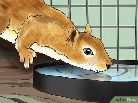 Image intitulée Keep a Pet Squirrel Step 6