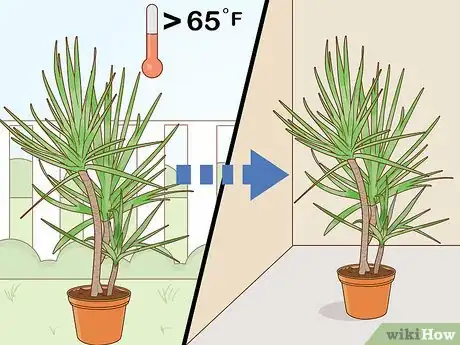 Image intitulée Care for a Madagascar Dragon Tree Step 14