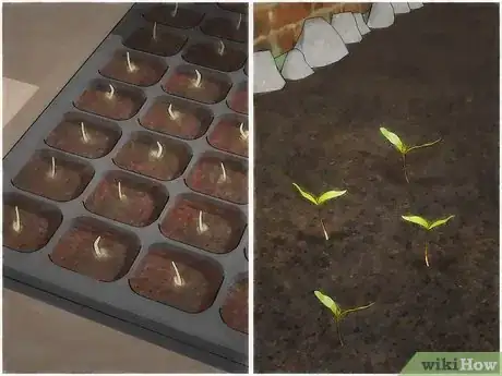 Image intitulée Germinate Maple Tree Seeds Step 13