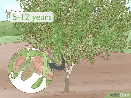 Image intitulée Grow Almonds Step 10