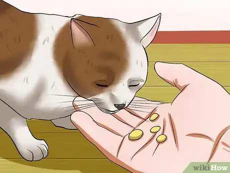 Image intitulée Prevent Urinary Tract Infections in Cats Step 5