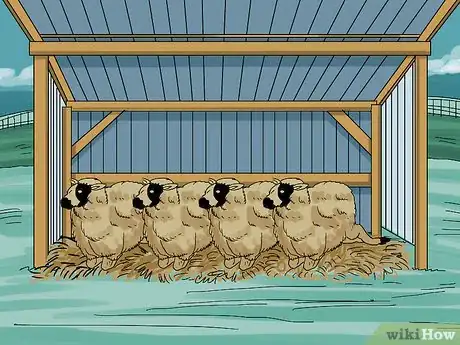 Image intitulée Care for Sheep Step 2