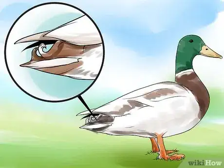 Image intitulée Tell the Difference Between Male and Female Ducks Step 4