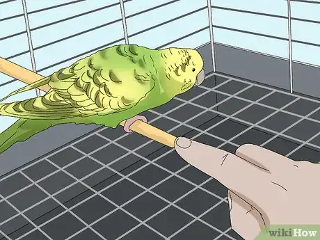 Image intitulée Hand Train a Parakeet Step 14