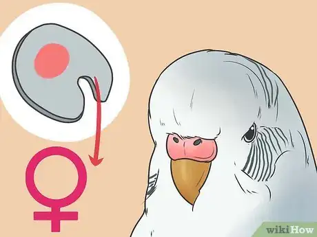 Image intitulée Identify Your Budgie's Gender Step 5