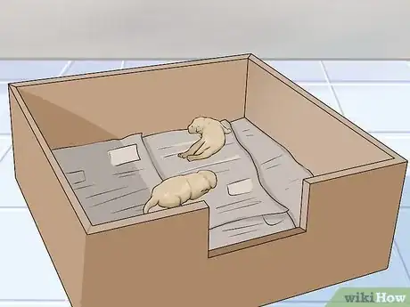 Image intitulée Save a Fading Newborn Puppy Step 6