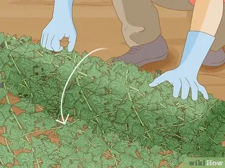 Image intitulée Remove an Ivy Plant Step 4