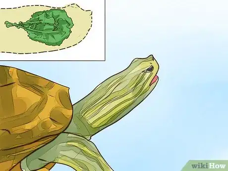 Image intitulée Know What to Feed a Turtle Step 8