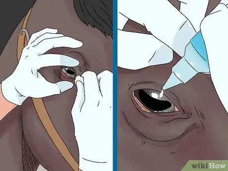 Image intitulée Treat Horse Eye Problems Step 3