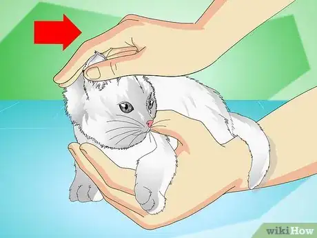 Image intitulée Stop Kittens from Crying Step 6