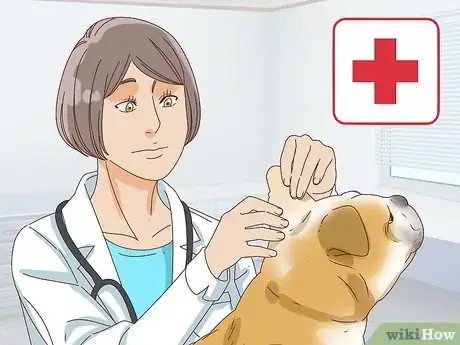 Image intitulée Care for a Dog's Torn Ear Step 12