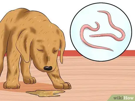 Image intitulée Treat Hookworms in Dogs Step 5