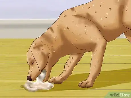 Image intitulée Treat Worms in Dogs Step 3