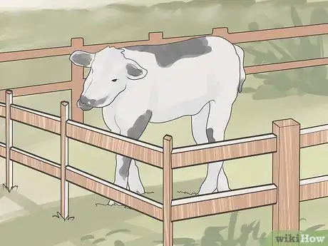 Image intitulée Have a Pet Cow Step 8
