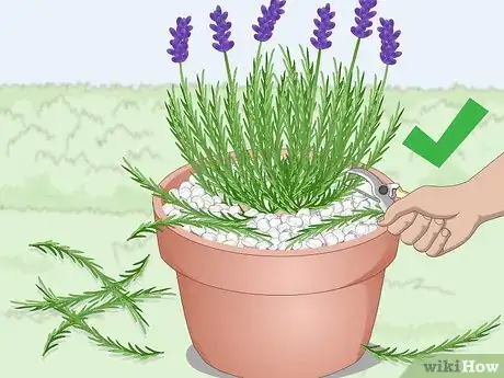 Image intitulée Plant Lavender in Pots Step 13