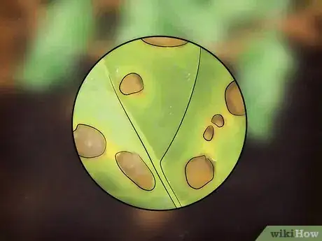 Image intitulée Grow Cantaloupe Step 15