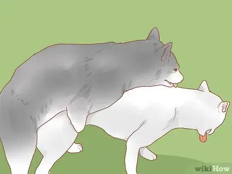 Image intitulée Encourage Dogs to Mate Naturally Step 12