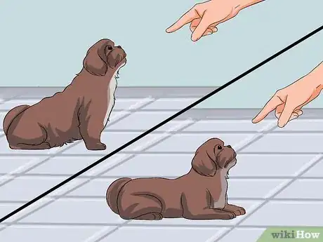 Image intitulée Train Your Shih Tzu Step 9