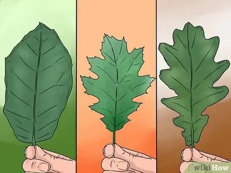 Image intitulée Identify Oak Leaves Step 6