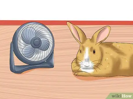 Image intitulée Treat Heat Stroke in Rabbits Step 17