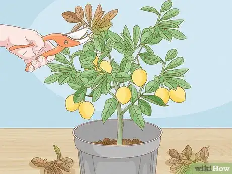 Image intitulée Grow Lemon Trees Indoors Step 13