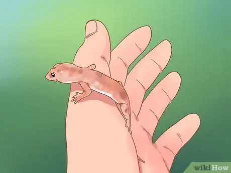 Image intitulée Care for a House Gecko Step 9