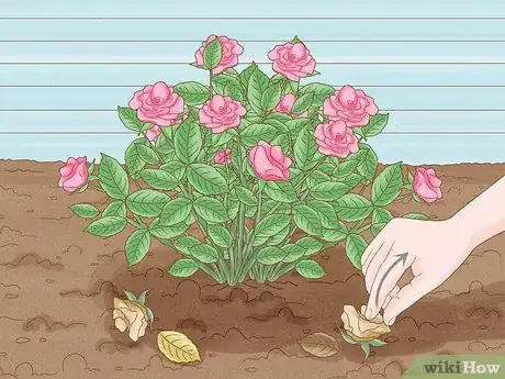 Image intitulée Save a Dying Rose Bush Step 2