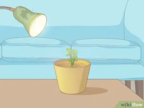 Image intitulée Grow Plants Faster Step 14