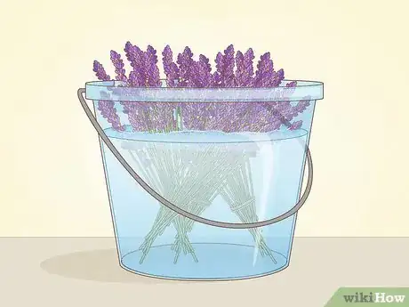 Image intitulée Harvest Lavender Step 6
