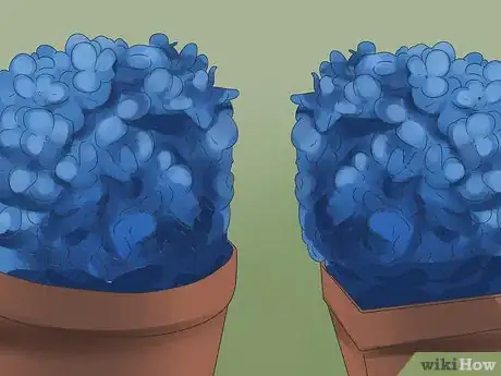 Image intitulée Keep Blue Hydrangeas Blue Step 10