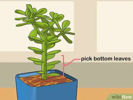 Image intitulée Propagate Succulents from Leaves Step 1