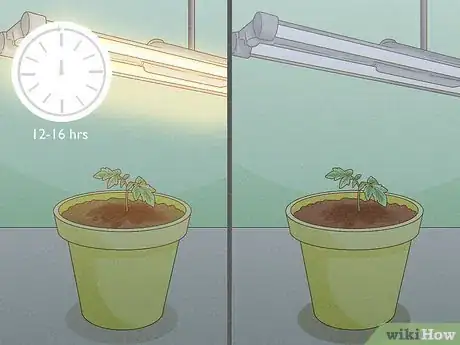 Image intitulée Grow Tomatoes Indoors Step 7