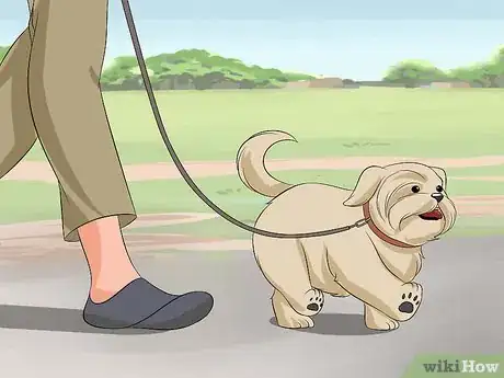 Image intitulée Train Your Shih Tzu Step 8