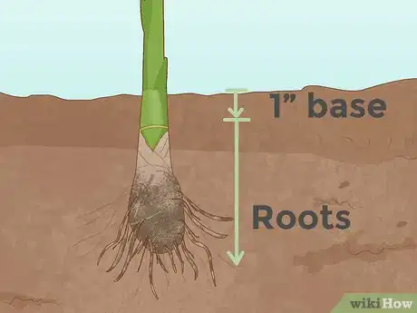 Image intitulée Grow Banana Plants Step 10