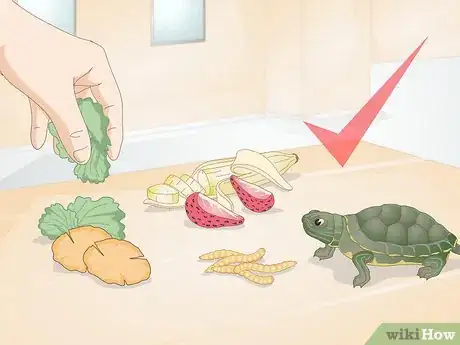 Image intitulée Feed Your Turtle if It is Refusing to Eat Step 11