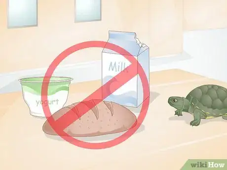 Image intitulée Feed Your Turtle if It is Refusing to Eat Step 13