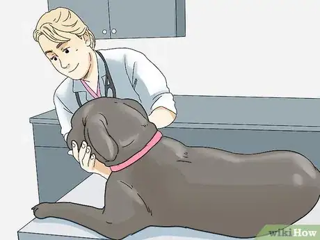 Image intitulée Treat Folliculitis in Dogs Step 8