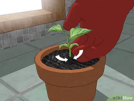 Image intitulée Grow Bell Peppers Indoors Step 12
