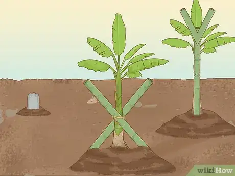 Image intitulée Grow Banana Plants Step 16